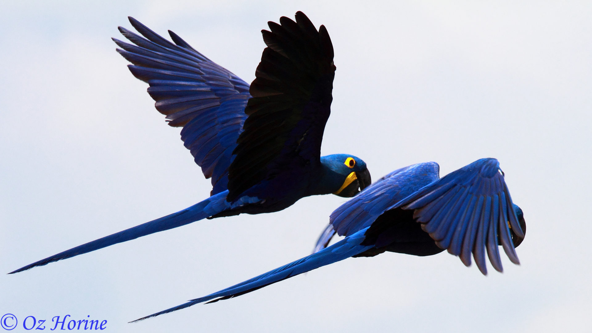 Bird Families of the World