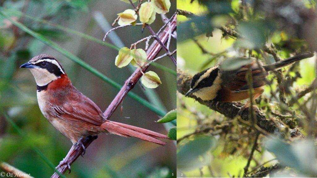 White-flanked Antwren - eBird