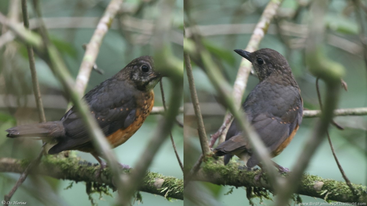 Red-flanked bluetail: A Jewel among Winter Thrushes