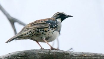 _M4A5094-2-AU_Spotted Quail-thrush