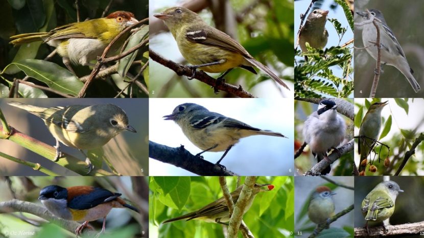 Account – Passeriformes03 – Bird Families of the World