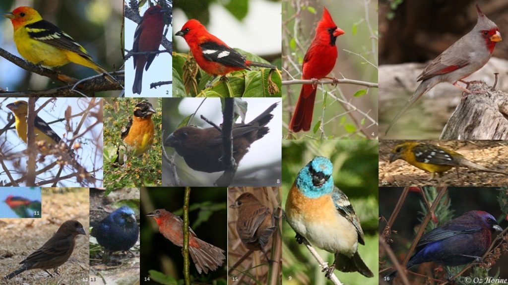 Account – Passeriformes07 – Bird Families of the World