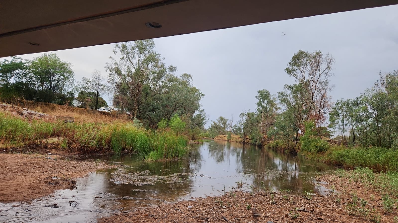 Mount Isa Rivers week 014 | Ditto at Mt. Isa | trip list 308 – 317 – Bird Families of ...